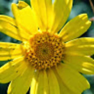 Meet your Posher, Joni